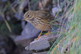 32508AC Meadow Pipit