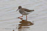 32564AC Redshank