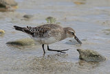 32646AC White-rumped Sandpiper