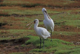 32665AC Spoonbill