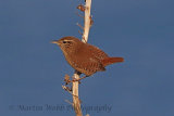 32704AC Wren