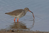 32727AC Redshank