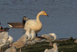 32825AC Whooper Swan