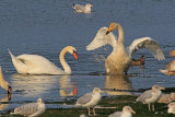 32830AC Whooper Swan