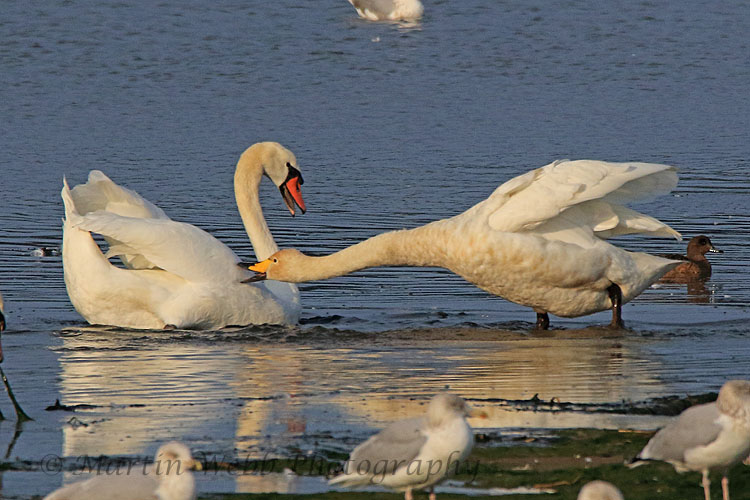 32835AC Whooper Swan
