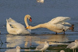 32835AC Whooper Swan