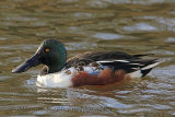 32846AC Shoveler