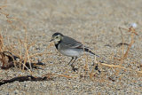 32884AC Pied Wagtail