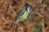 32946AC Blue Tit