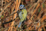 32952AC Blue Tit