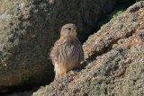 32979AC Kestrel
