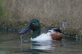 33051AC Shoveler