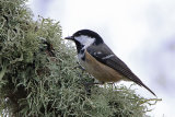 33071AC Coal Tit