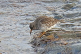 33108AC Purple Sandpiper