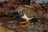 33142AC Turnstone