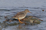 33169AC Purple Sandpiper