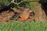 33193AC Chaffinch