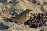 33217AC Meadow Pipit