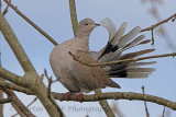 33240AC Collared Dove