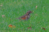 33250AC Redwing