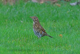 33252AC Song Thrush