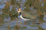 33279AC Lapwing