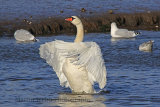 33294AC Mute Swan
