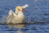 33297AC Mute Swan