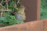 33305AC Song Thrush