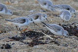 33345AC Sanderling
