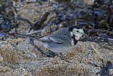 33353AC Pied Wagtail