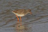 33374AC Redshank
