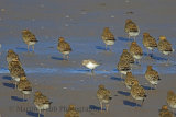 33414AC Dunlin