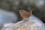 33449AC Wren