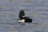 33462AC Tufted Duck