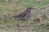 33504AC Rock Pipit