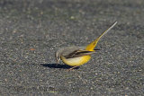33548AC Grey Wagtail