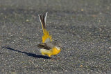 33553AC Grey Wagtail