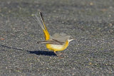 33554AC Grey Wagtail