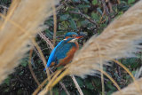 33571AC Kingfisher