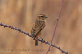 33595AC Stonechat