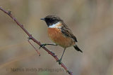 33602AC Stonechat