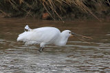 33635AC Spoonbill