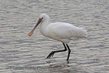 33646AC Spoonbill