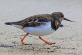 33682AC Turnstone
