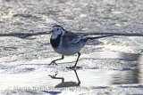 33697AC Pied Wagtail