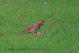 33743AC Redwing