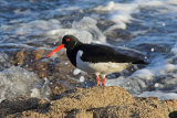 33787AC Oystercatcher