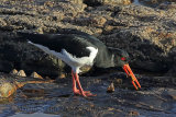 33810AC Oystercatcher