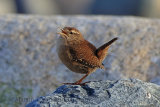 33832AC Wren